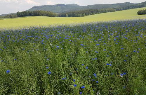 Ferienwohnungen Hering - Foto 13