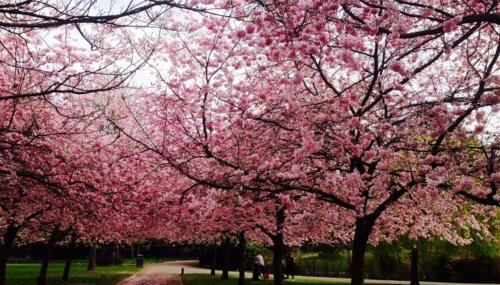 CHARMING ENGLISH STYLE STUDIO FLAT - Foto 4