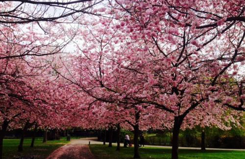 CHARMING ENGLISH STYLE STUDIO FLAT - Foto 4