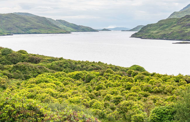 Killary Fjord Kayak Tour - Foto 5