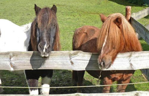 Ferienhof Landhaus Markus, Suderschwei - Photo 30