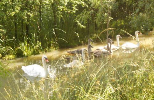 Pavillon avec piscine commune et jardin à 800m de la plage - FR-1-336-72 - Foto 16