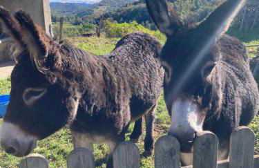 Gîte col de la lauze avec vue sur le château de Montségur - Foto 14