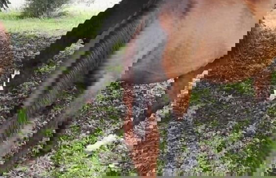 Tenuta San Calogero - Foto 53