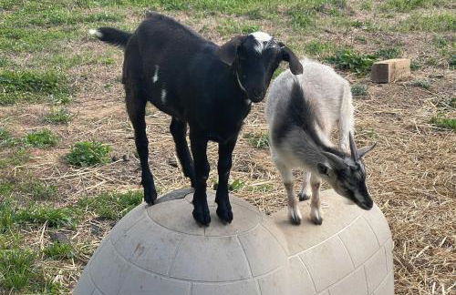 Blue Ridge Cottage Modern Solace in the Mountains - Foto 30