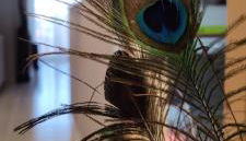 Ca l'Esmolet - Foto 2