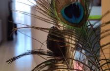 Ca l'Esmolet - Foto 2