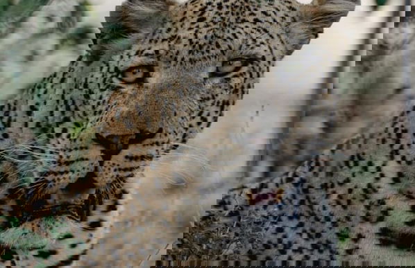 Rhino's Rest Private Luxury Villa - Photo 19