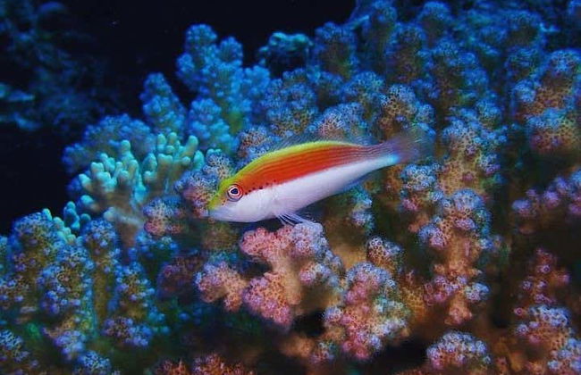 Snorkeling in Marsa Mubarak - Photo 1
