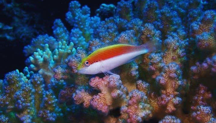 Colorful fish in the Red Sea