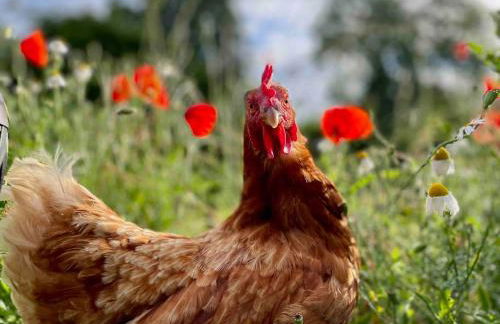 Ferienwohnung mit Luxusbad, Terrasse Ostseenähe - Foto 23