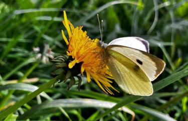 Bungalow direkt am See, mit eigenem Boot - Foto 65