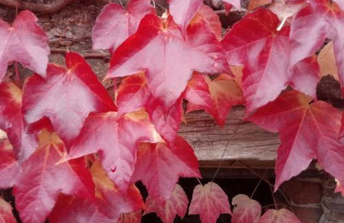 Agriturismo Chioi - Foto 12