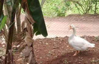 Sítio em área rural, ao pé da Serra Gaúcha. - Foto 9