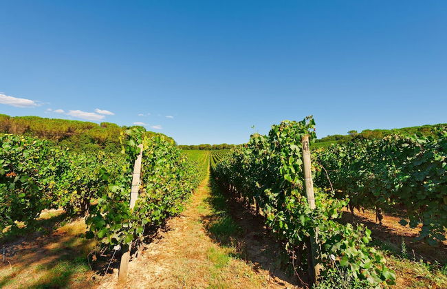 Palagio 14 in Chianti With Shared Pool - Foto 18