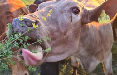 Schäfer's Ferienhof Michaelsberg - Foto 70