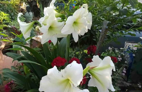 Sotirias Beach House - Foto 36