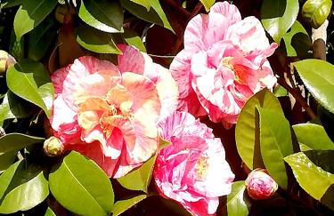 Villa Sargheruoli - Foto 59