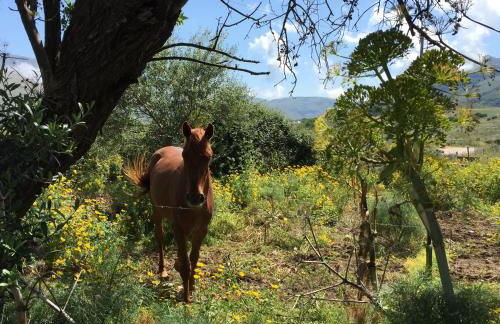 Casale dei mandorli - Foto 25