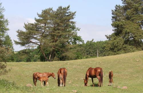 Ferienhaus am Garder See Inselblick - Foto 39