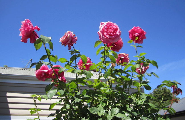 Arendon Cottage - Foto 20