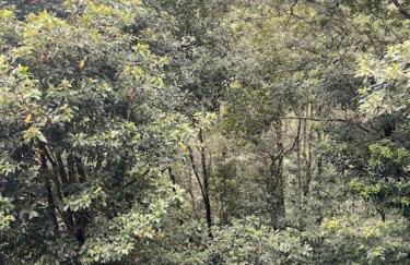 Refugio Luz de vida Anaga - Foto 28