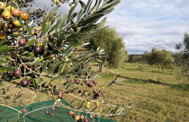 Agriturismo Casa Greppo - L'Ulivo - Foto 52