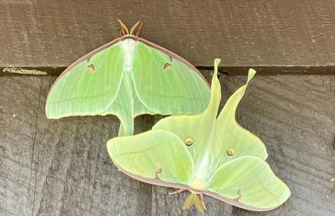 Butterfly Ridge Cabin - At the Top of the Canyon - Foto 35