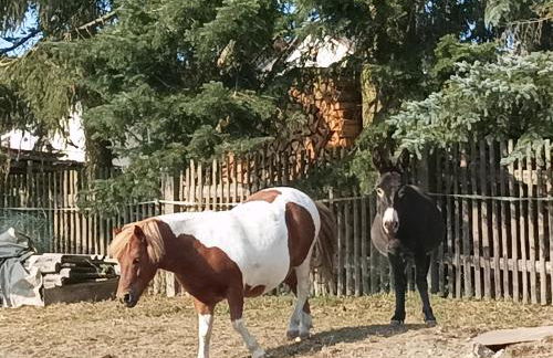 Birkenhof - Photo 13