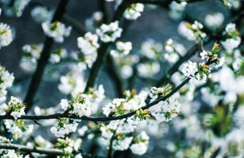 Apartment Perle-Lollipop by Interhome - Foto 19