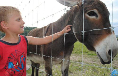 Domaine du Bas Chalus - Foto 18
