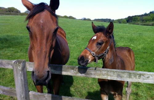 Yellowham Farm, Dorchester - Photo 71