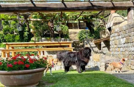 La Corte del Falco - Foto 16