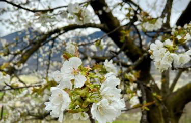 Residenza Alba (intero alloggio) - Foto 29