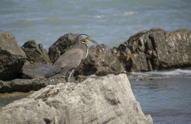 Villas Cabuya Beach & Forest - Foto 63