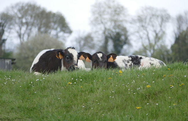 Apartment Near the Belgian Border - Photo 62