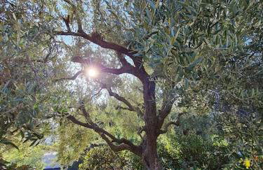 Villa Bella Mimosa - SPA privatif - Foto 11