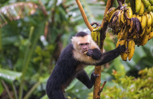 Aves de Tierras Altas - Foto 10