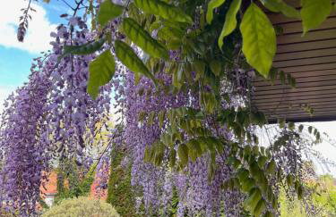 Frankenberg-am-Wald Frankenberg an der Eder - Foto 60
