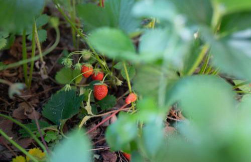 La maison d'Albane Briançon Serre Chevalier Vallée 5 personnes - Photo 59