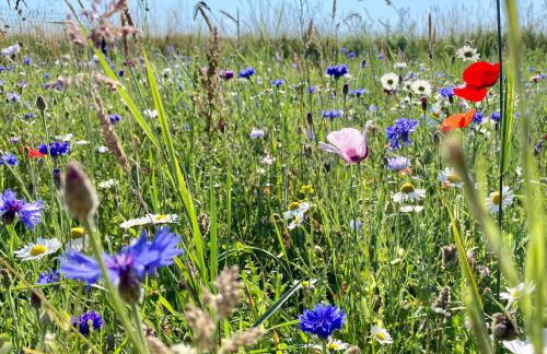 Słowińska Łąka - Foto 43