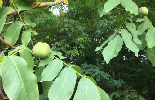 Villa Baronzola - Foto 80