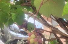 Rancho Serra do Ouro - Foto 12