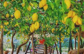 Il Limoneto degli Angeli - Foto 1