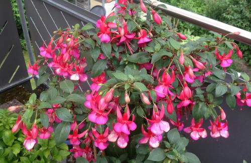 Ferienwohnung Pusteblume - Foto 54