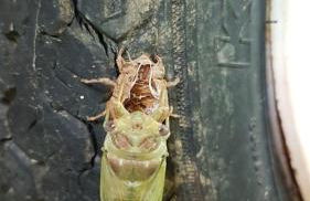 La Maison des Armas - Foto 14