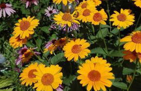 Ferienwohnung Bodensee Fisch - Foto 25