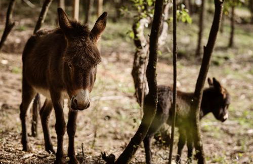 Alkis Farm and Residence - Foto 52