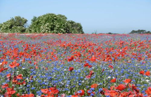 Idyllisch gelegene Ferienunterkuen - Foto 12