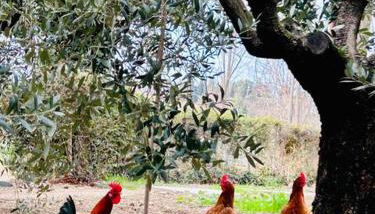 Casa vacanze Gallo rosso - Foto 3